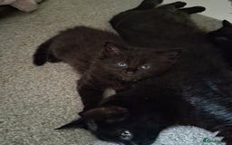 Mixed Breed cats for sale: 3 female kittens - Image 1