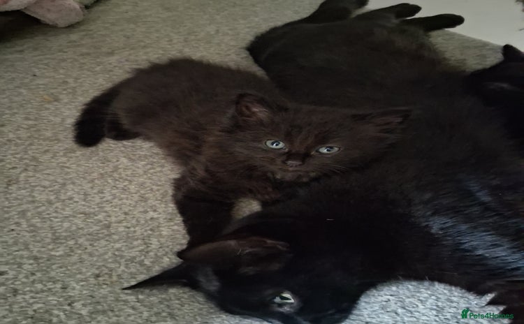 Mixed Breed cats - Advert 2