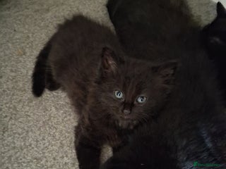 Mixed Breed cats - Advert 16