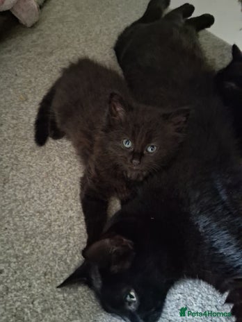 Mixed Breed cats - Advert 16