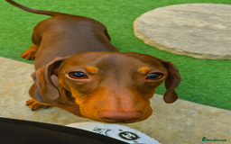 Miniature Dachshund dogs for sale: 3 Pedigree Miniature Dachshund from loving home - Image 9