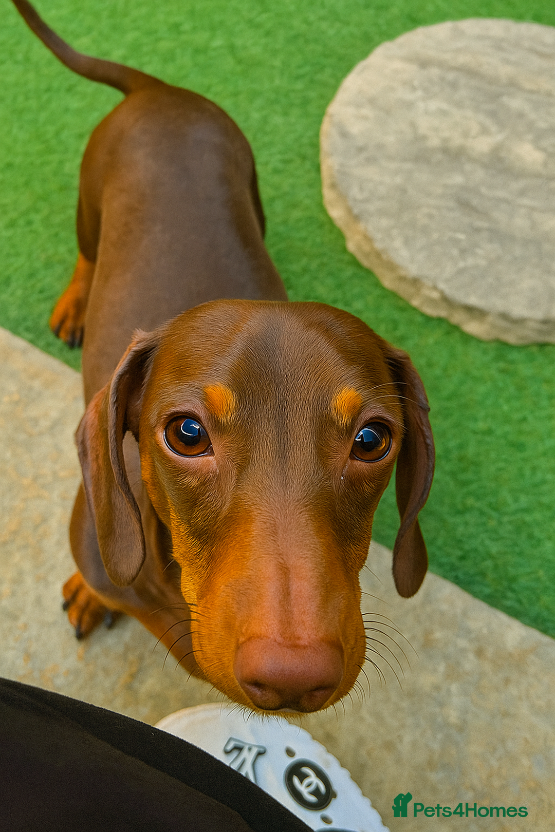 Miniature Dachshund dogs for sale: 3 Pedigree Miniature Dachshund from loving home - Image 9