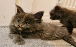 Maine Coon cats for sale: BEAUTIFUL FLUFFY BABIES  - Image 8