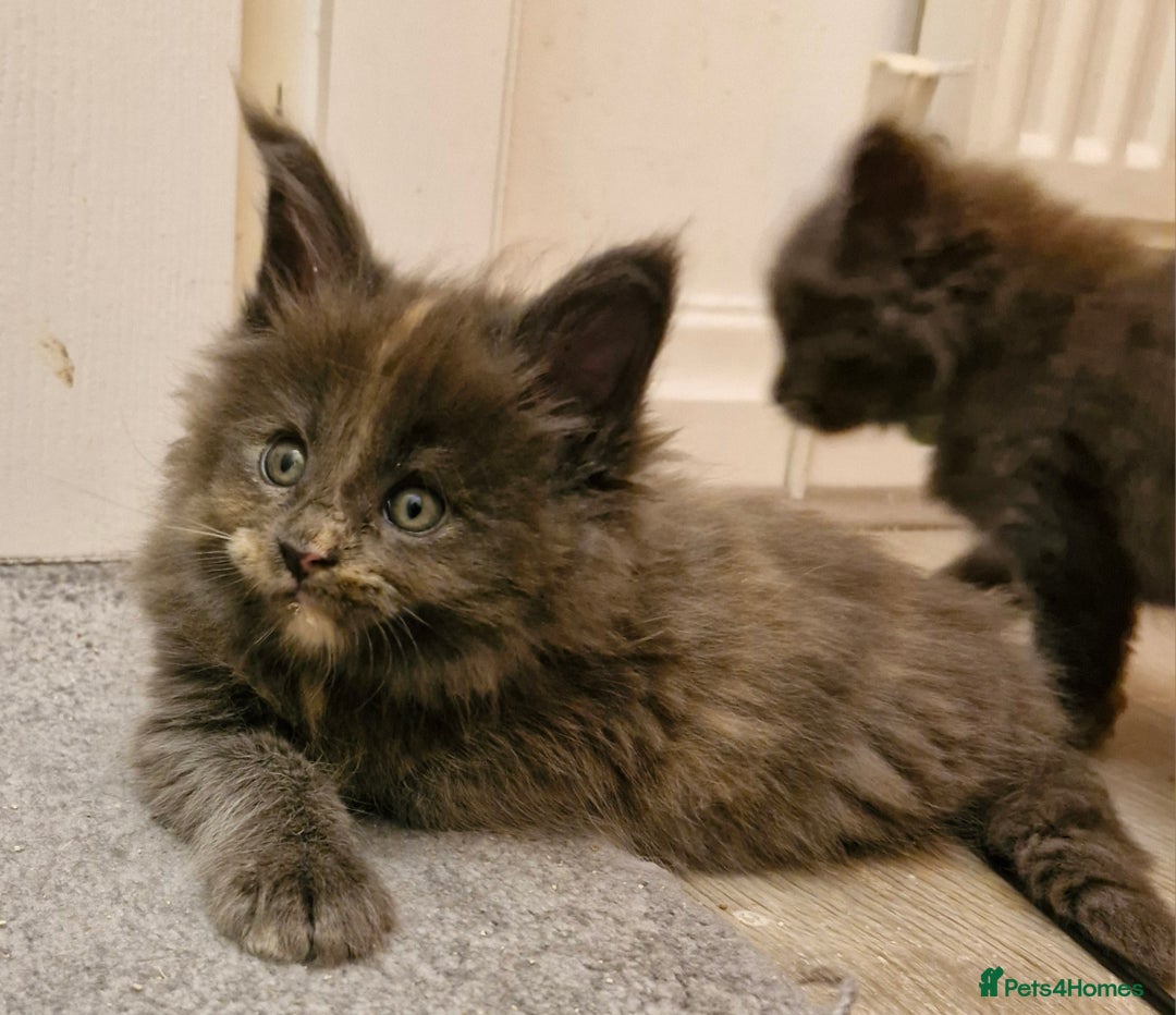 Maine Coon cats for sale: BEAUTIFUL FLUFFY BABIES  - Image 8