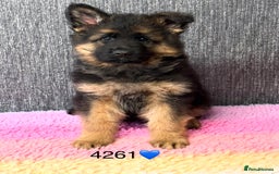 German Shepherd dogs for sale: OUTSTANDING QUALITY - Image 4