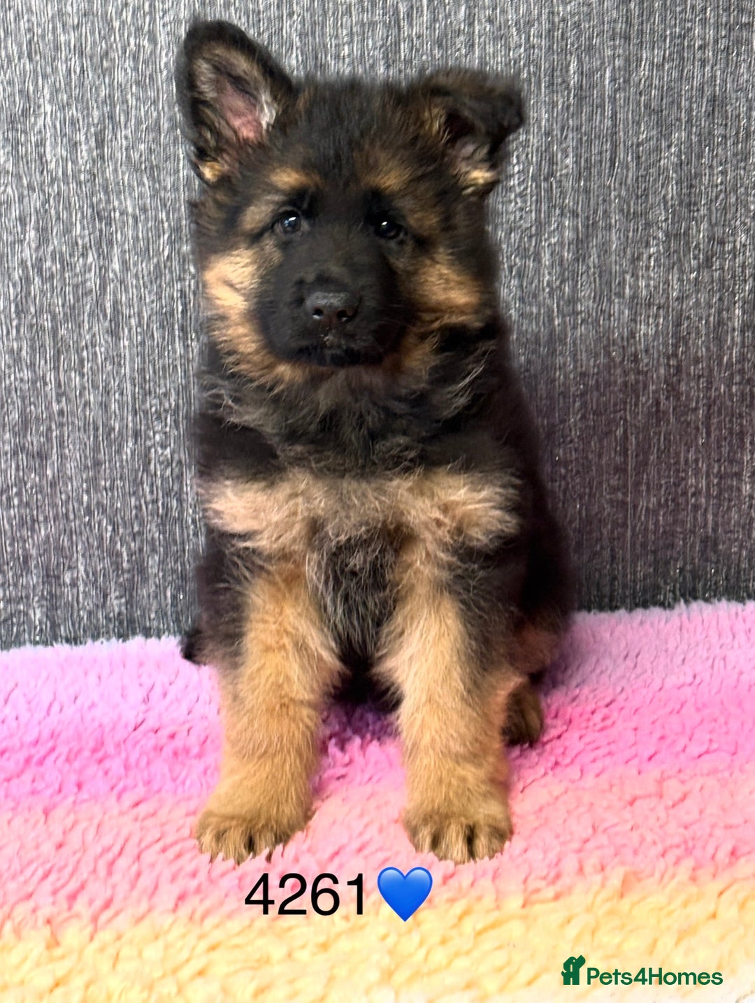 German Shepherd dogs for sale: OUTSTANDING QUALITY - Image 4