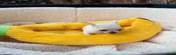 Chihuahua dogs for sale:  Gorgeous Brown Male and White Female Chihuahuas - Advert 6
