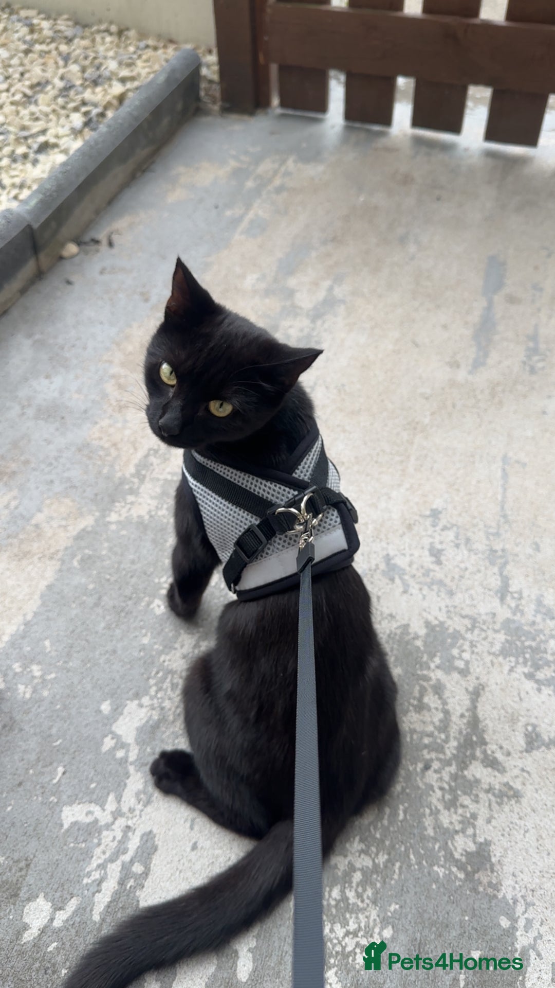 Mixed Breed cats for sale: Mother & Son  - Advert 6