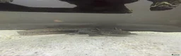 Axolotl reptiles for sale: Black axolotl  - Advert 2
