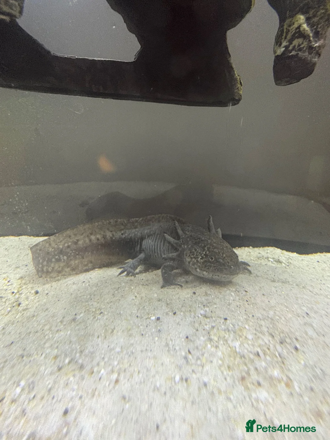 Axolotl reptiles for sale: Black axolotl  - Advert 2