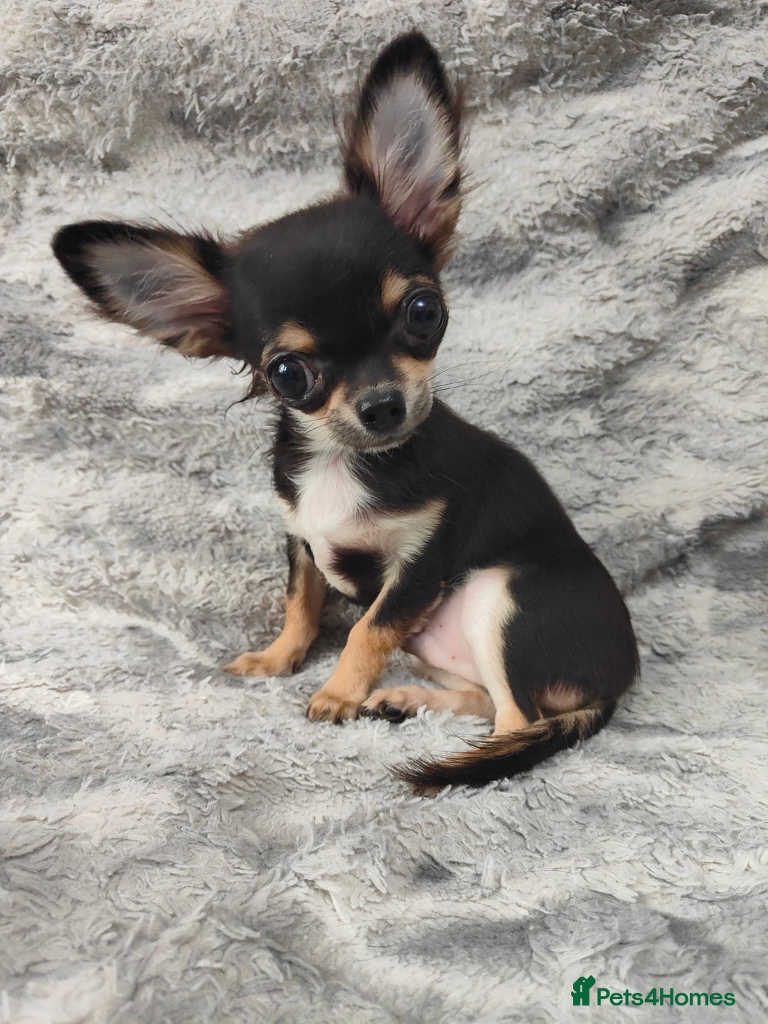 Chihuahua dogs for sale: Amazing Quality Long Coat Chihuahua puppies - Advert 20