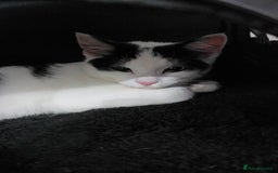 Domestic Shorthair cats for sale: Kitten black and white - Image 7