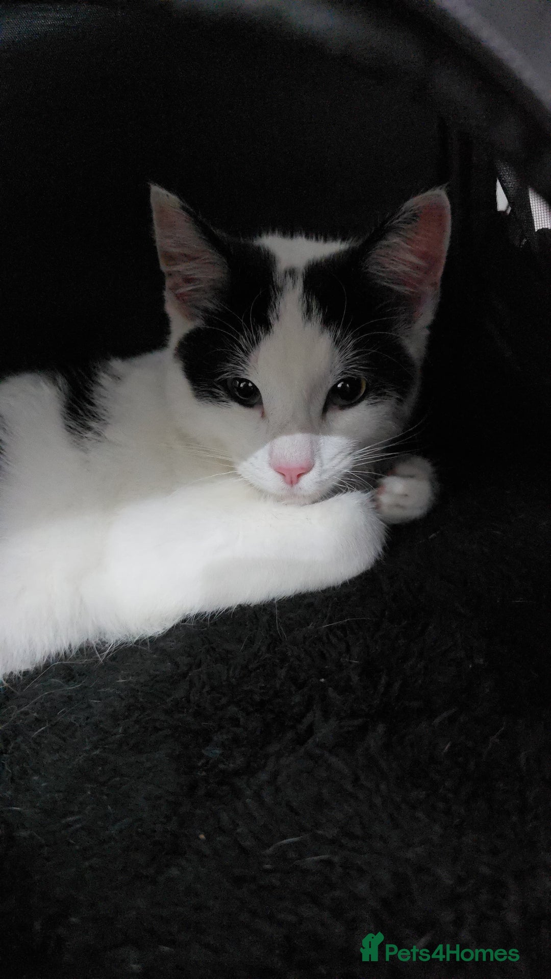 Domestic Shorthair cats for sale: Kitten black and white - Image 7
