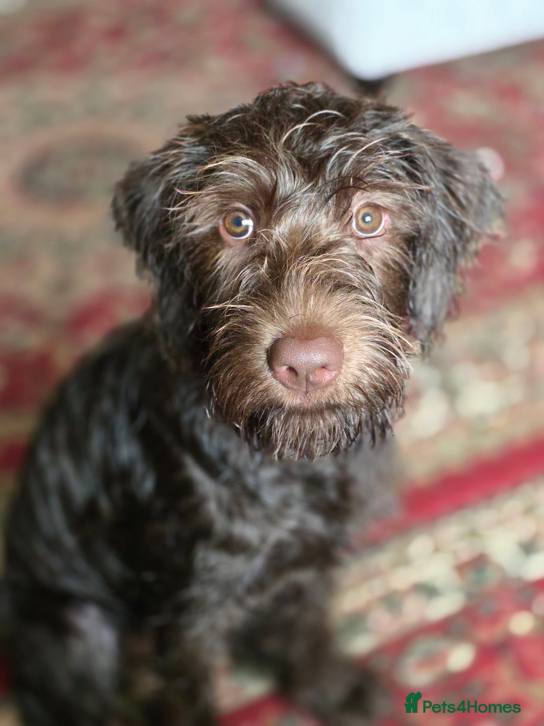 Labradoodle dogs for sale: Labradoodle female - Image 1