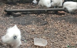 Chickens poultry for sale: Beautiful white silkie chicks  - Image 2