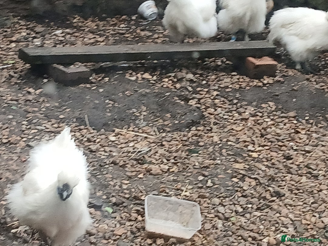 Chickens poultry for sale: Beautiful white silkie chicks  - Image 2