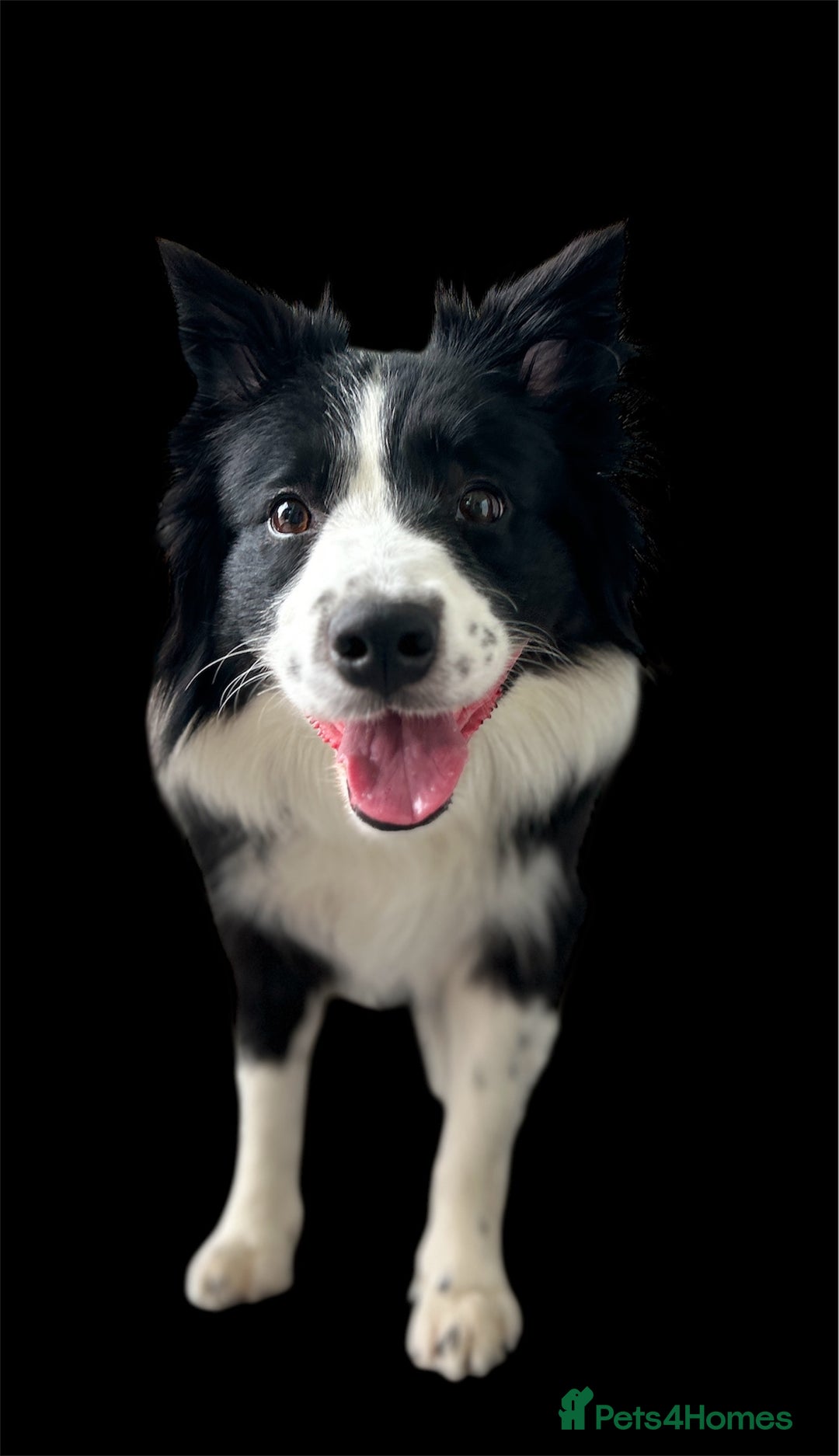 Border Collie dogs for sale: 5⭐️breeder KC DNA tested champions border collie  - Advert 8