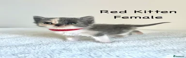 Red - British Shorthair Cross Kitten