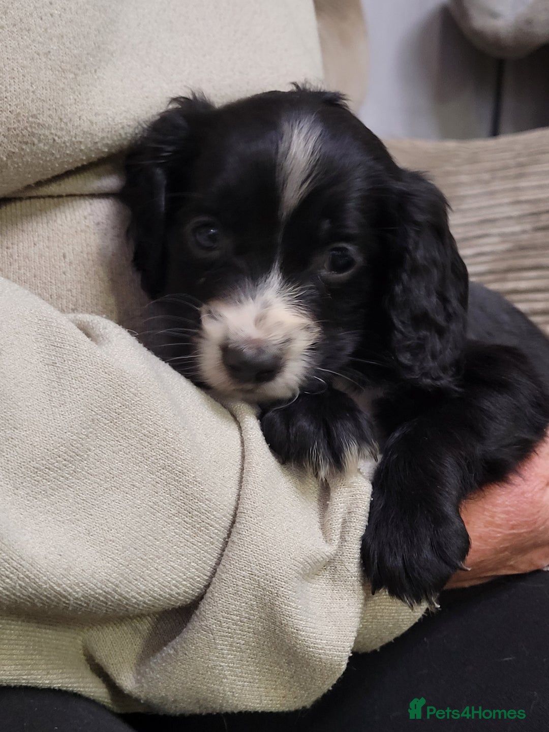 Cocker Spaniel dogs for sale: KC registered Working Cocker Spaniel puppies.  - Advert 4