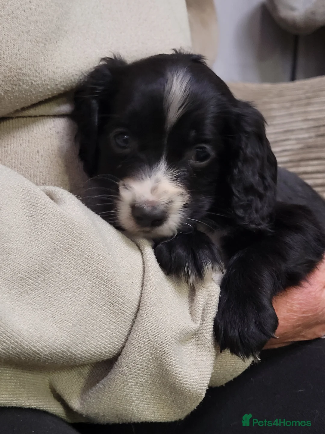 Cocker Spaniel dogs for sale: KC registered Working Cocker Spaniel puppies.  - Advert 4