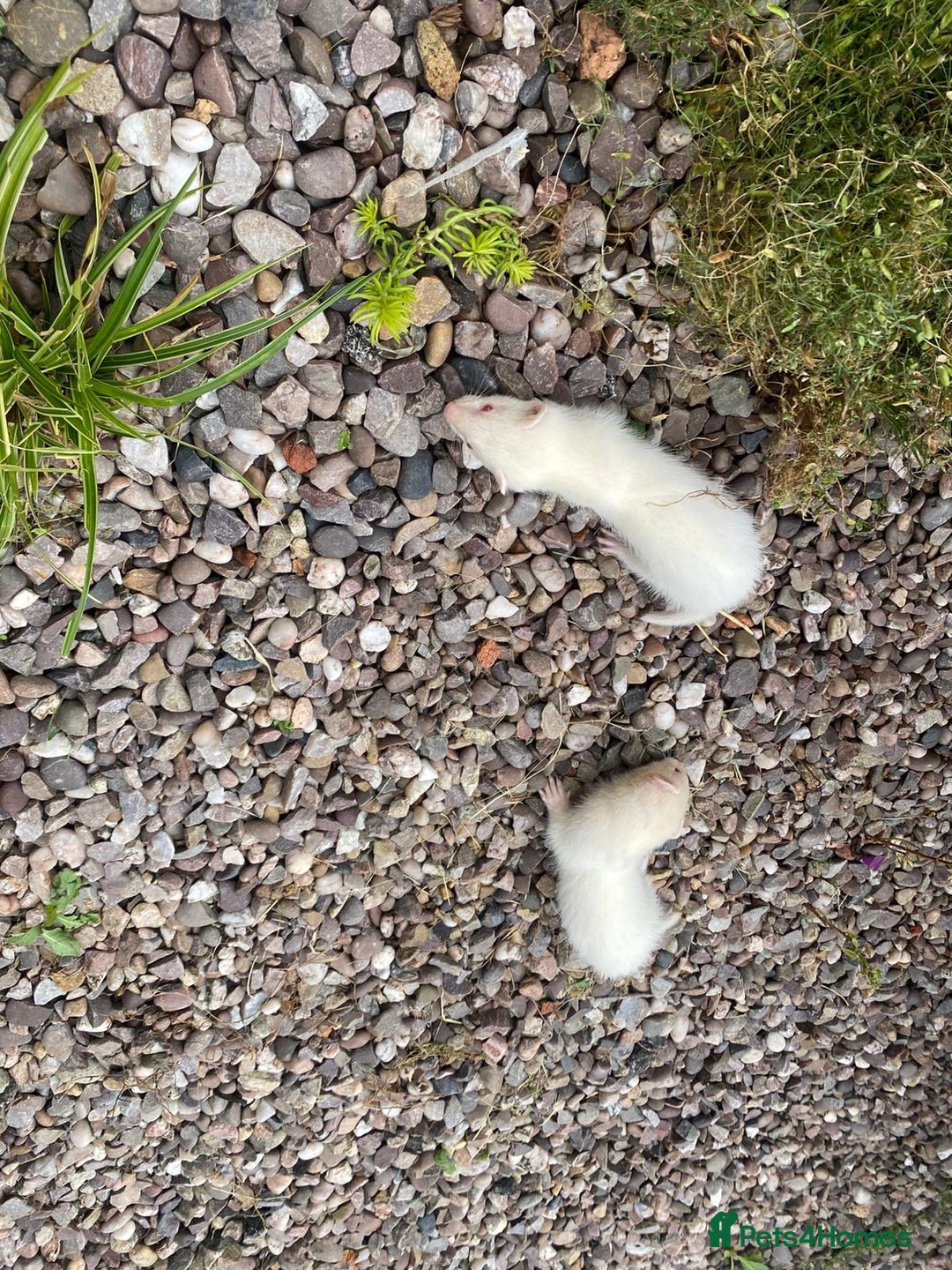 Ferret rodents for sale: 2 litters available sliver mitts and polecats  - Image 4