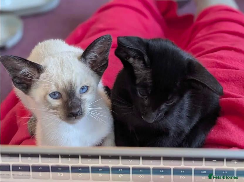 Oriental cats GCCF Registered kittens - Advert 10