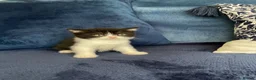 British Shorthair cats for sale: Beautiful British shorthair kittens - Advert 7