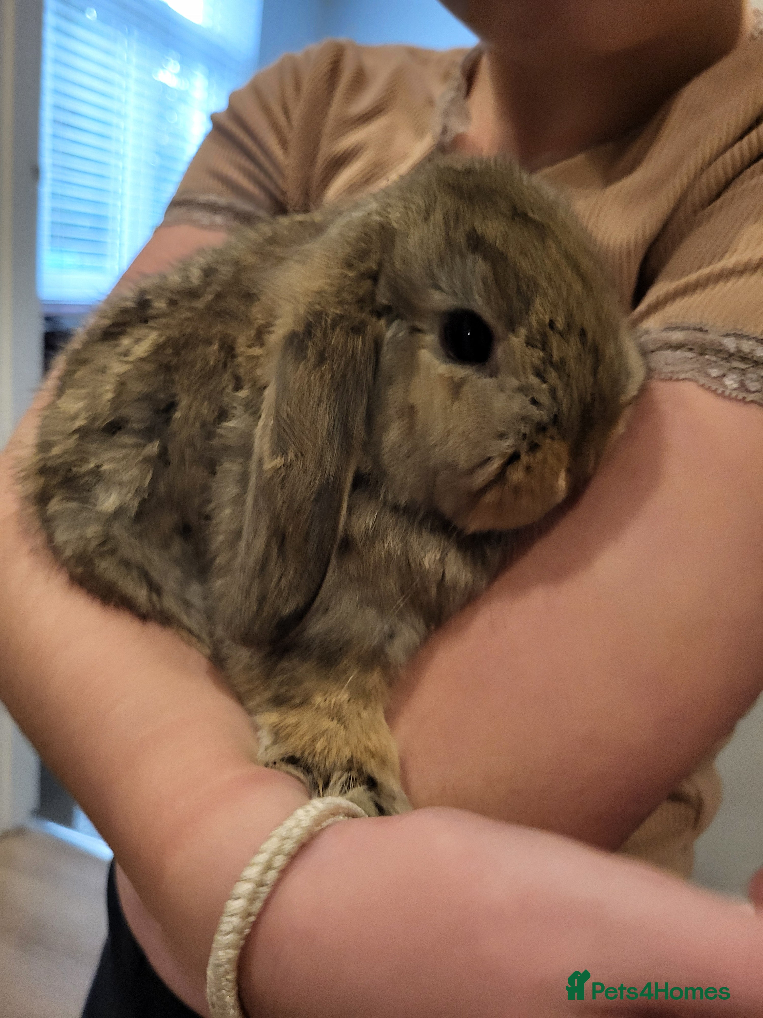 Mini Lop rabbits Mini Lop Bunnies Beautiful 😍 Ready to Leave - Advert 18