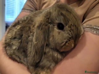 Mini Lop rabbits Mini Lop Bunnies Beautiful 😍 Ready to Leave - Advert 6