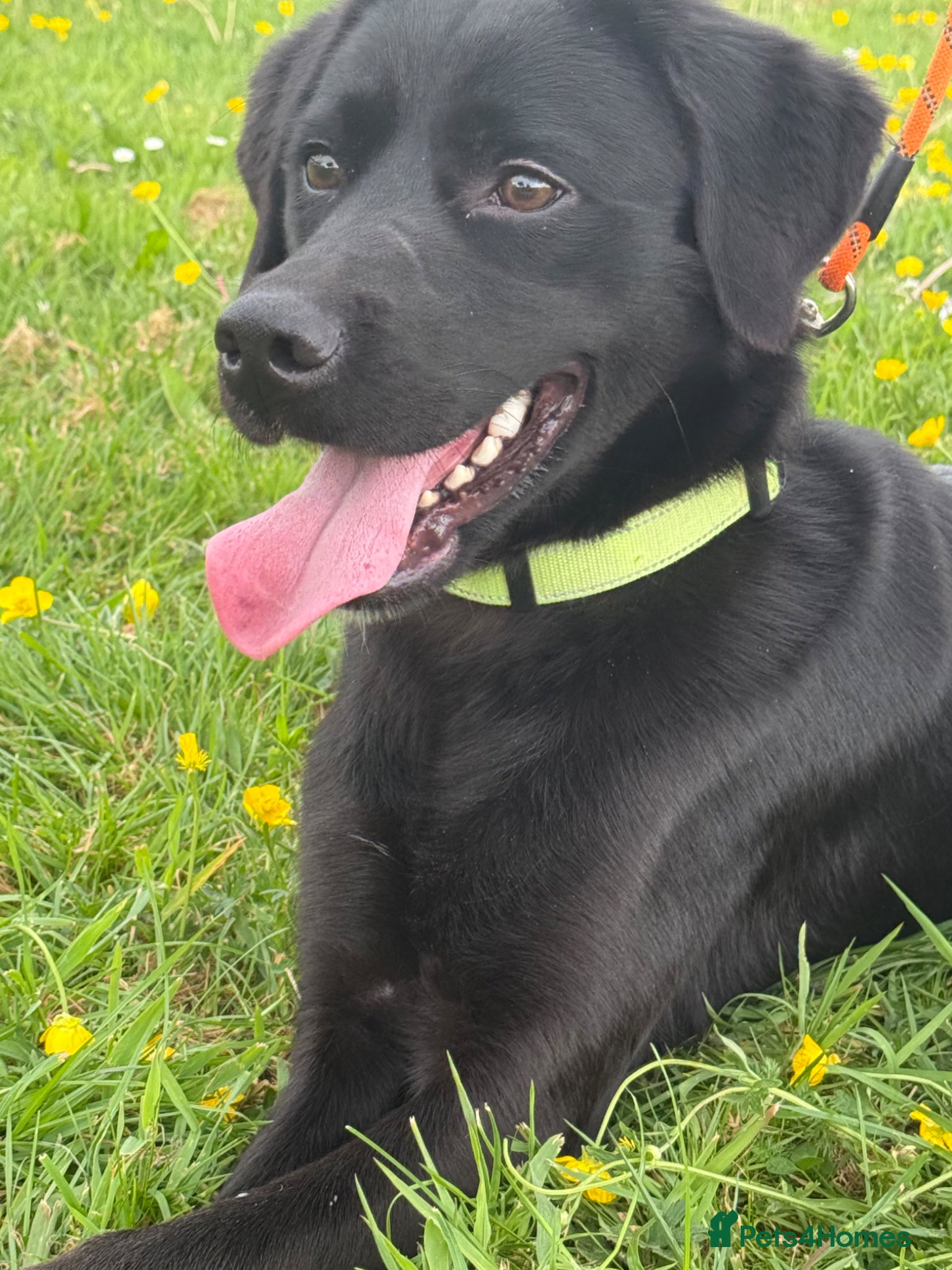 Mixed Breed dogs Labrador cross  - Advert 1