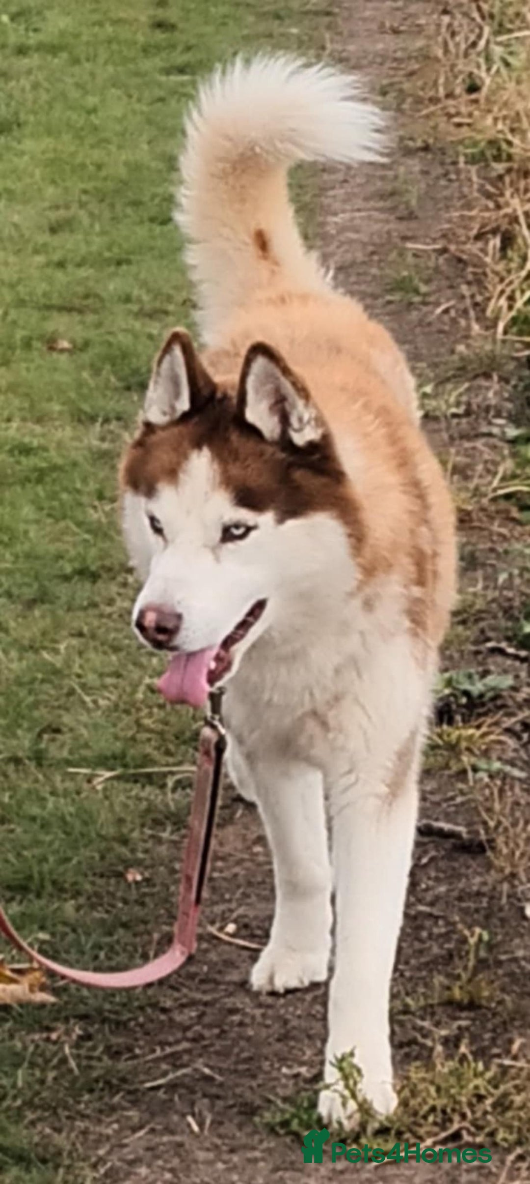 Siberian Husky dogs for sale: Two Siberian Husky Males - Image 7