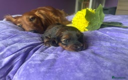 Dachshund dogs for sale: Last one beautiful long-haired dachshunds girl 😍 - Image 11