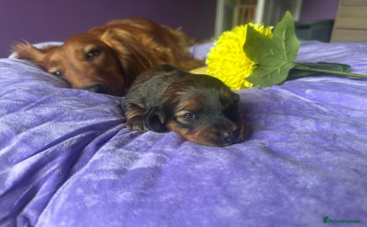 Dachshund dogs - Advert 4