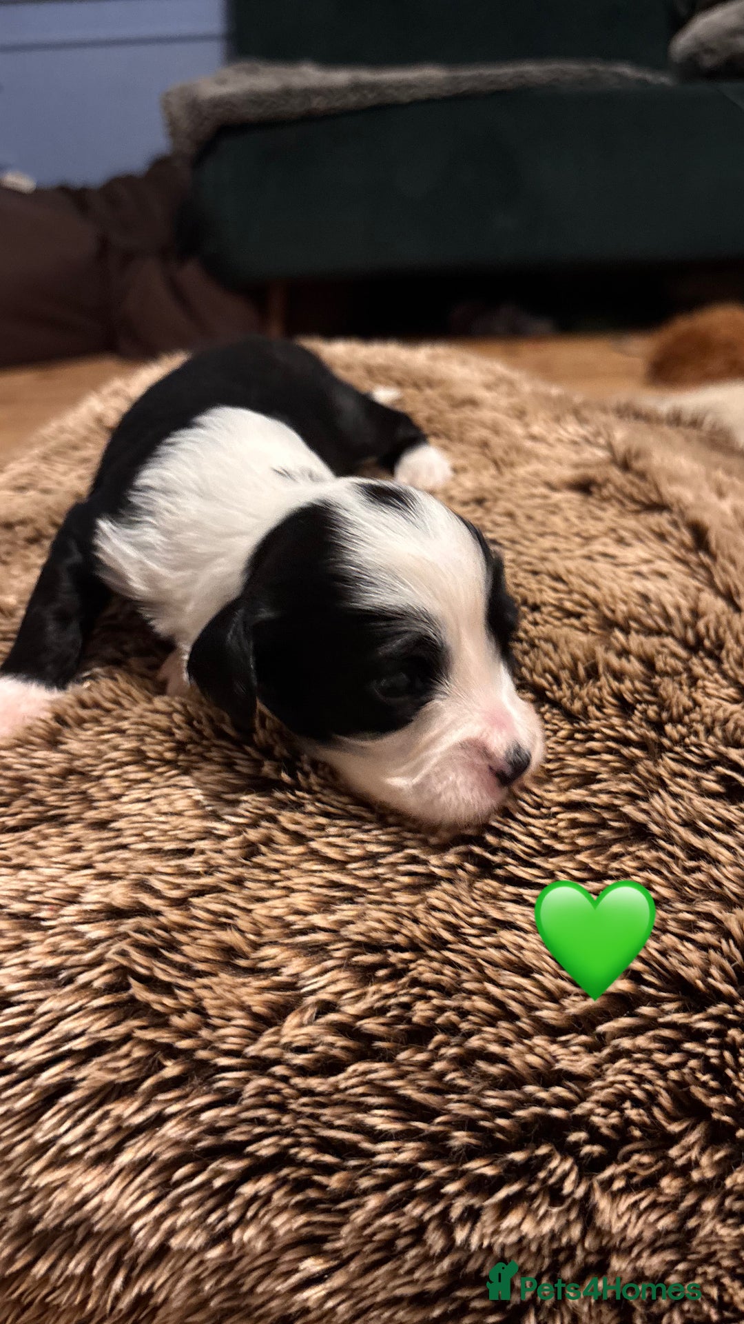 Tibetan Terrier dogs for sale: Tibetan Terrier puppies for sale  - Advert 3