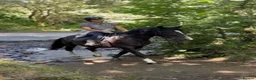 British Warmblood horses for sale: Beautiful black warmblood mare with golden temp in Maesteg - Advert 4