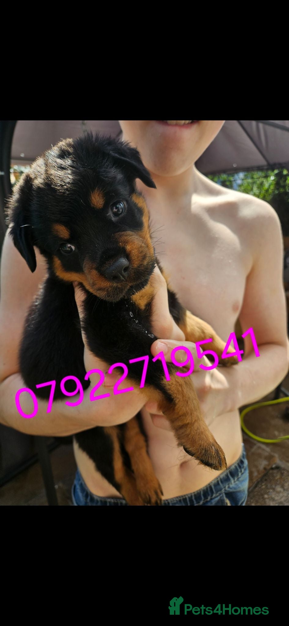 Rottweiler dogs Last male rottweiler pup need forever homes - Advert 1