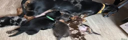 Dachshund dogs for sale: 🐾Beautiful Dachshund Puppies🐾 - Advert 4