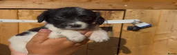 Cocker Spaniel dogs for sale: Cocker spaniel puppy’s  - Advert 5