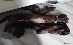 Mixed Breed dogs for sale: Irish cockapoo puppy  - Image 2