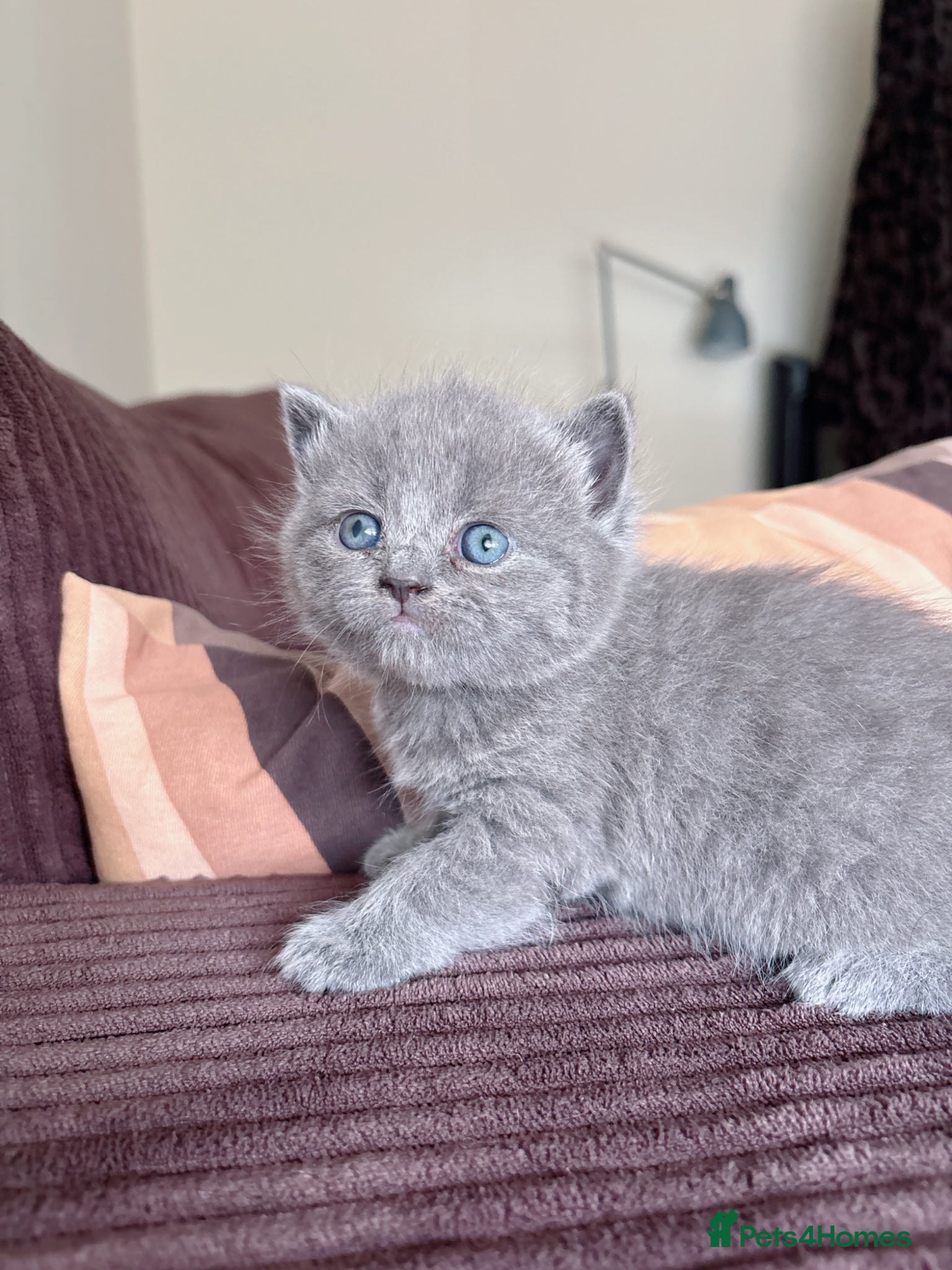 British Shorthair cats British shorthair chocolate and blue girls - Advert 6