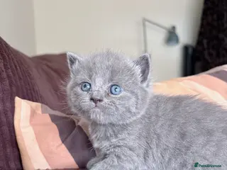 British Shorthair cats British shorthair chocolate and blue girls - Advert 6