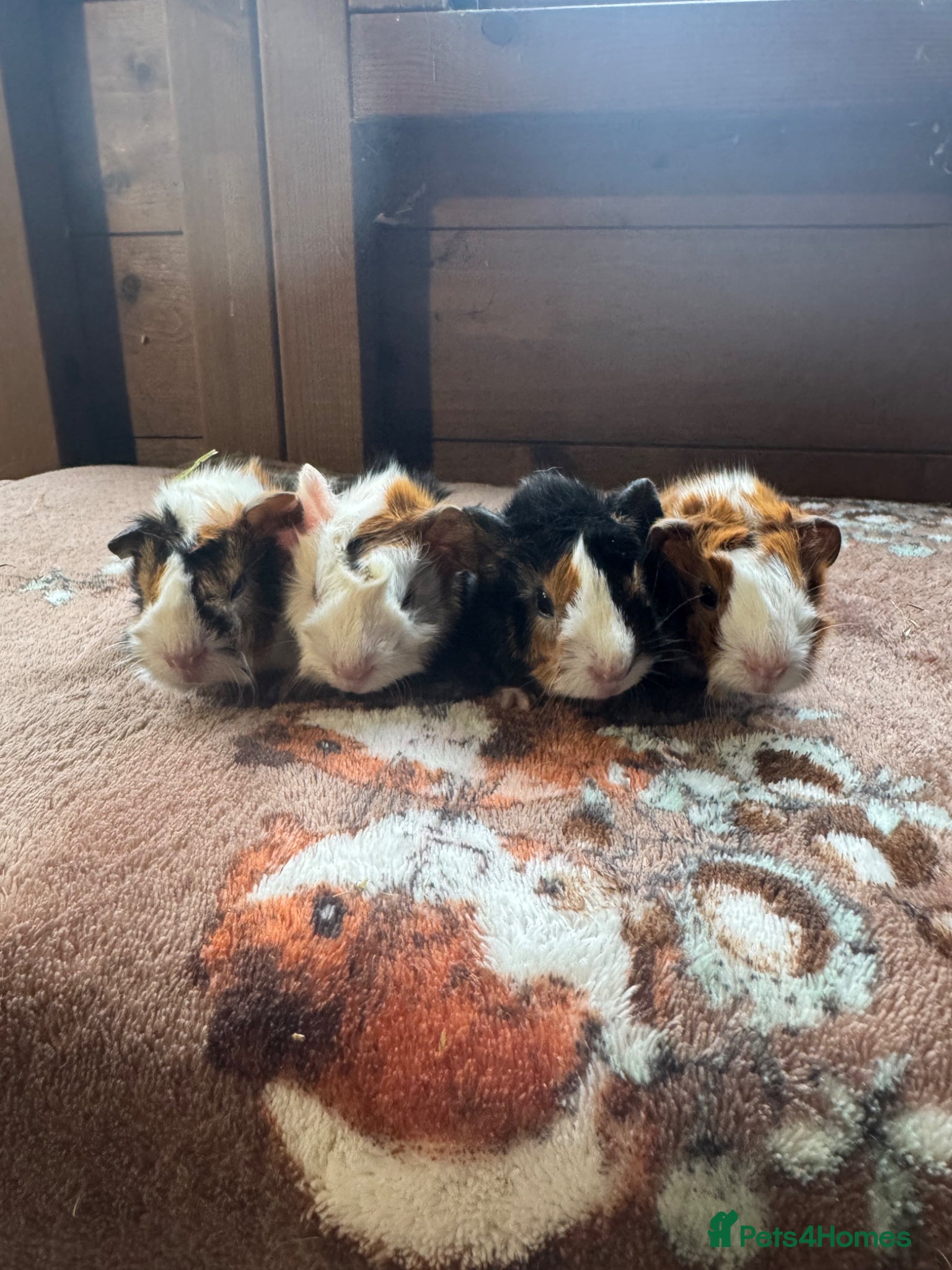 Guinea Pig rodents Baby Guinea Pigs  - Advert 6