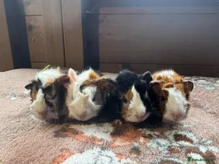 Guinea Pig rodents Baby Guinea Pigs - Advert 6