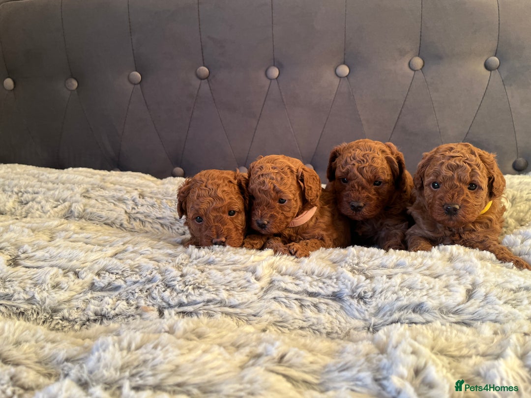 Toy Poodle dogs for sale: Toy poodle puppies - Advert 16
