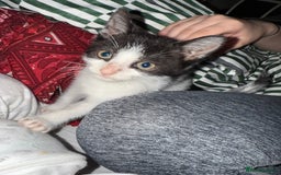Mixed Breed cats for sale: Two male black white kittens  - Image 4
