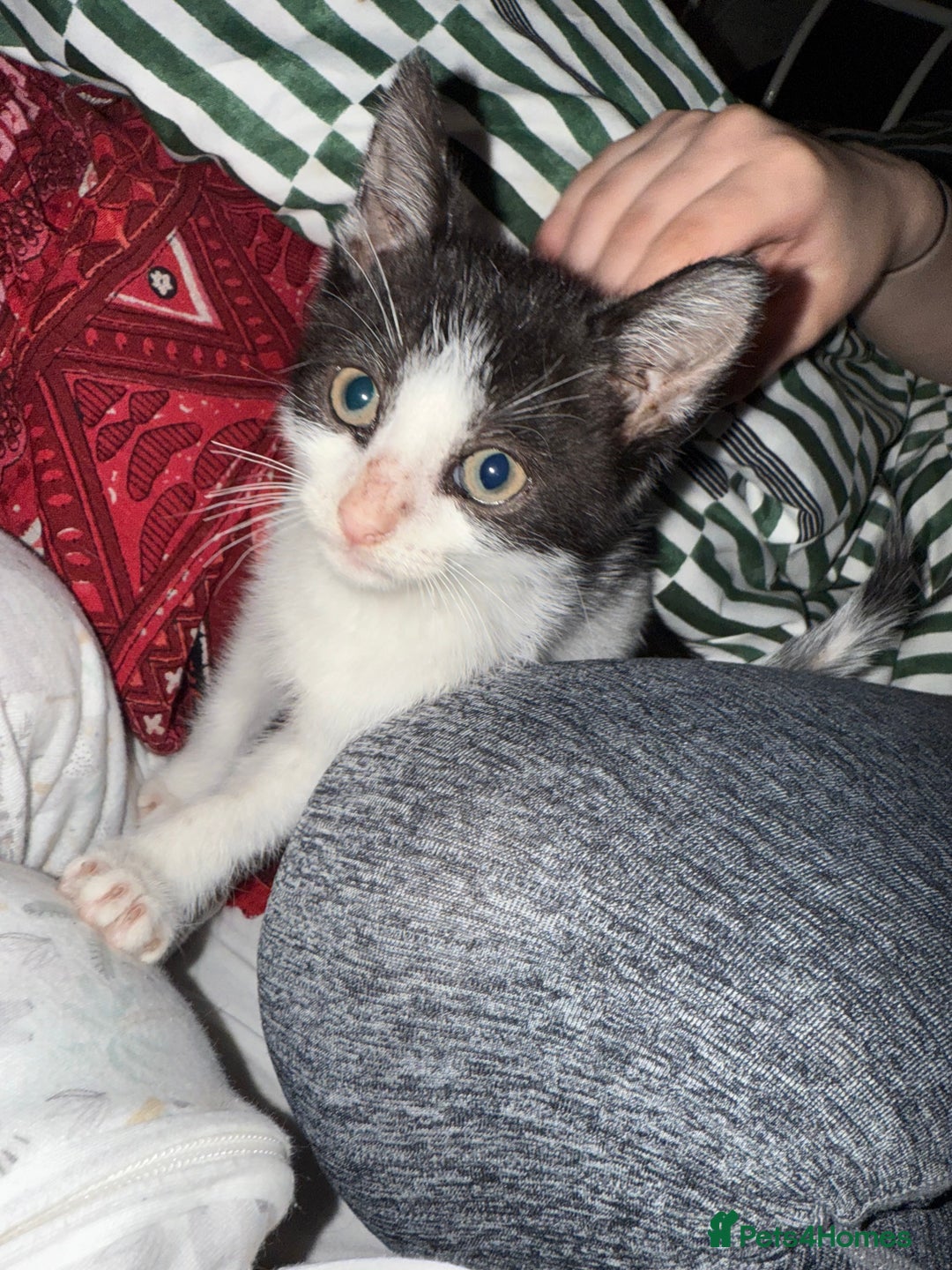 Mixed Breed cats for sale: Two male black white kittens  - Image 4