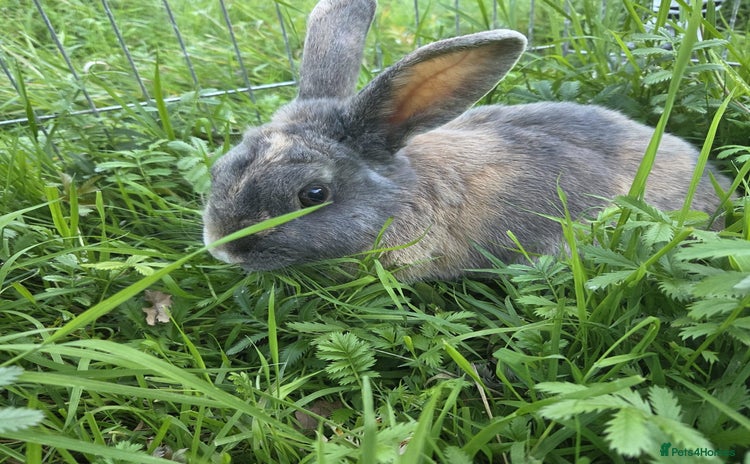 Mixed Breed rabbits - Advert 4