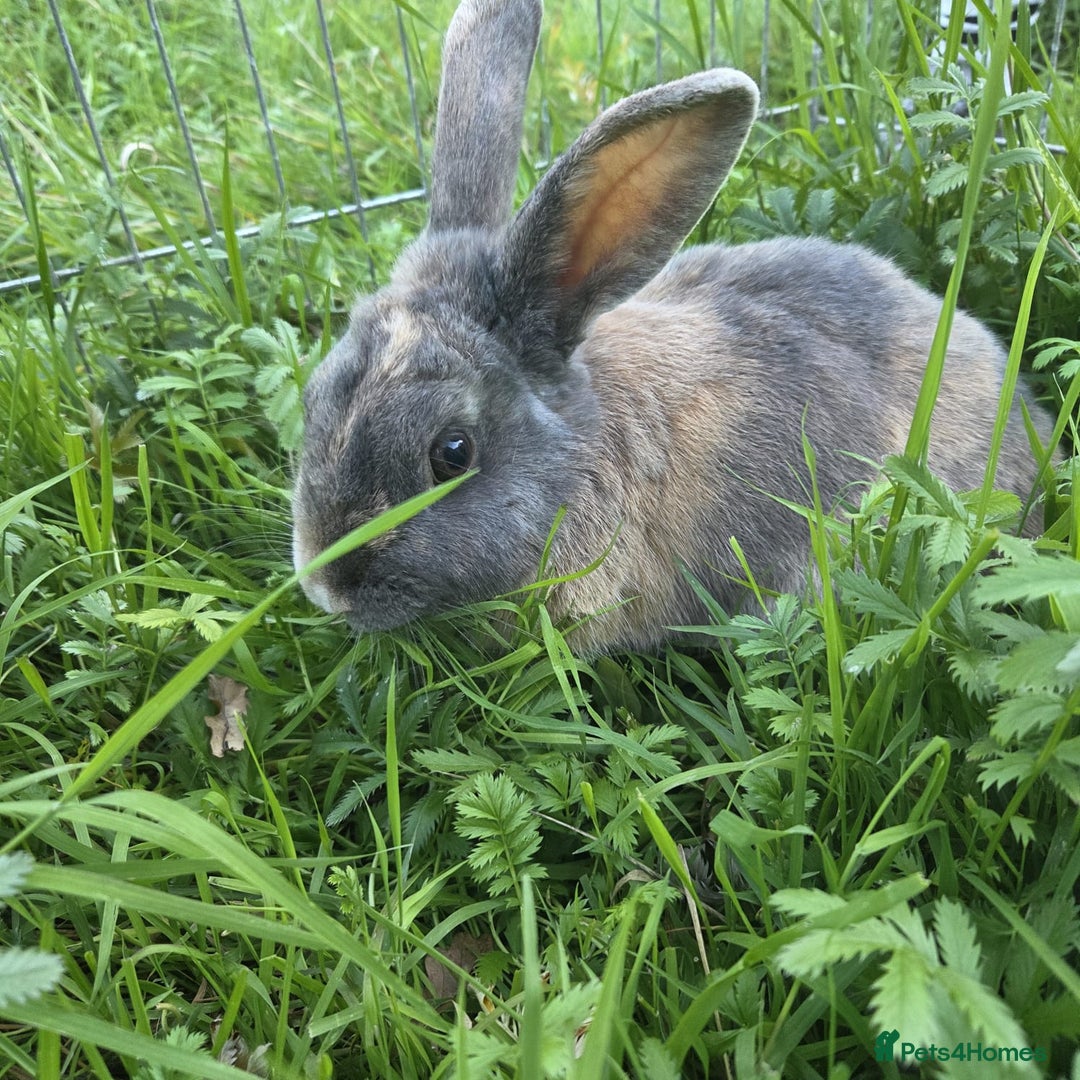 Mixed Breed rabbits for sale: Rabbit, male, 3yrs, with double hutch - Image 1