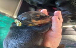 Rottweiler dogs for sale: Hulk and Ruby Rottweiler puppies  - Image 5