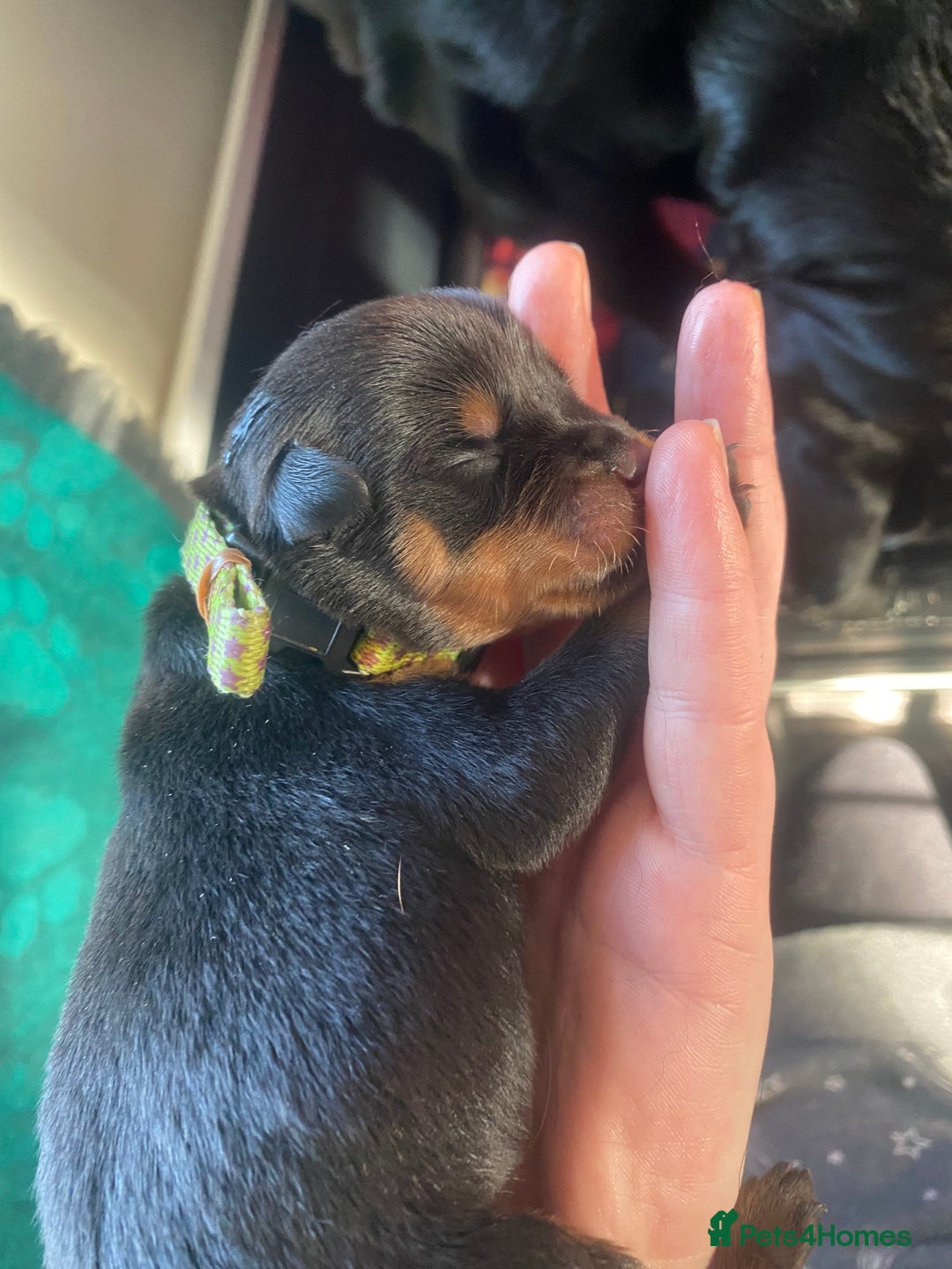 Rottweiler dogs for sale: Hulk and Ruby Rottweiler puppies  - Image 5